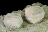 Multiple Blastoid (Pentremites) Plate - Illinois #135601-2